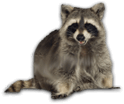 raccoon