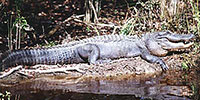 Cajun Pride Swamp Tours