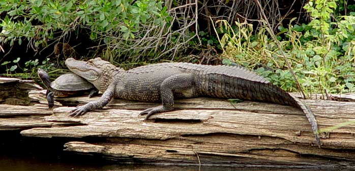 swamp tours gonzales la