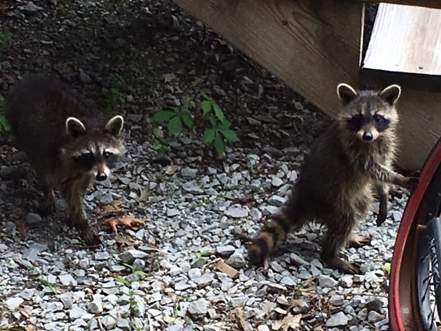 racoons
